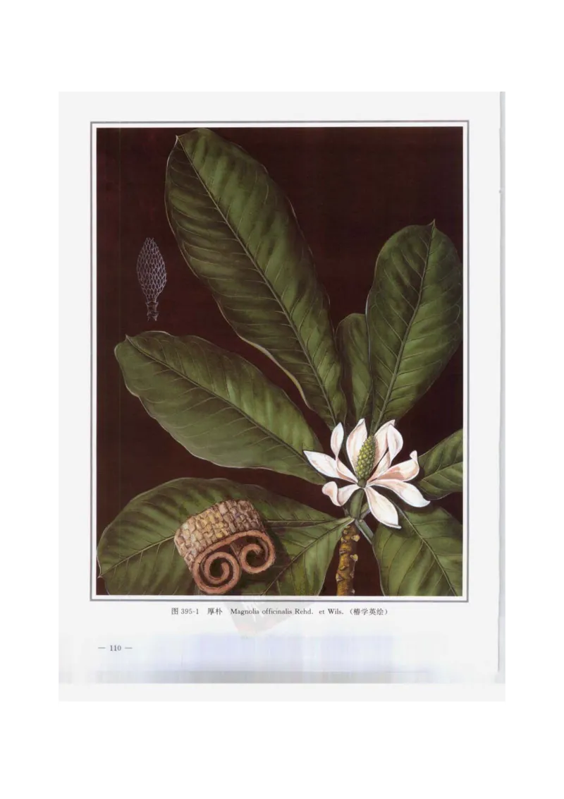 中国本草彩色图鉴（常用中药篇）（下卷）（钱信忠）_绝版书_天涯系列_t涯_绝版古籍电子书合集（13大类）_医书类_中国本草彩色图鉴（常用中药篇）_3册