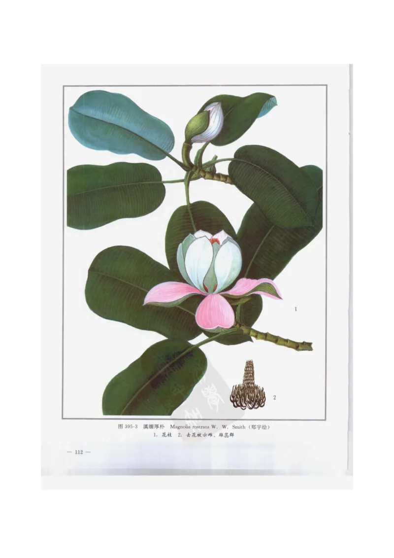 中国本草彩色图鉴（常用中药篇）（下卷）（钱信忠）_绝版书_天涯系列_t涯_绝版古籍电子书合集（13大类）_医书类_中国本草彩色图鉴（常用中药篇）_3册