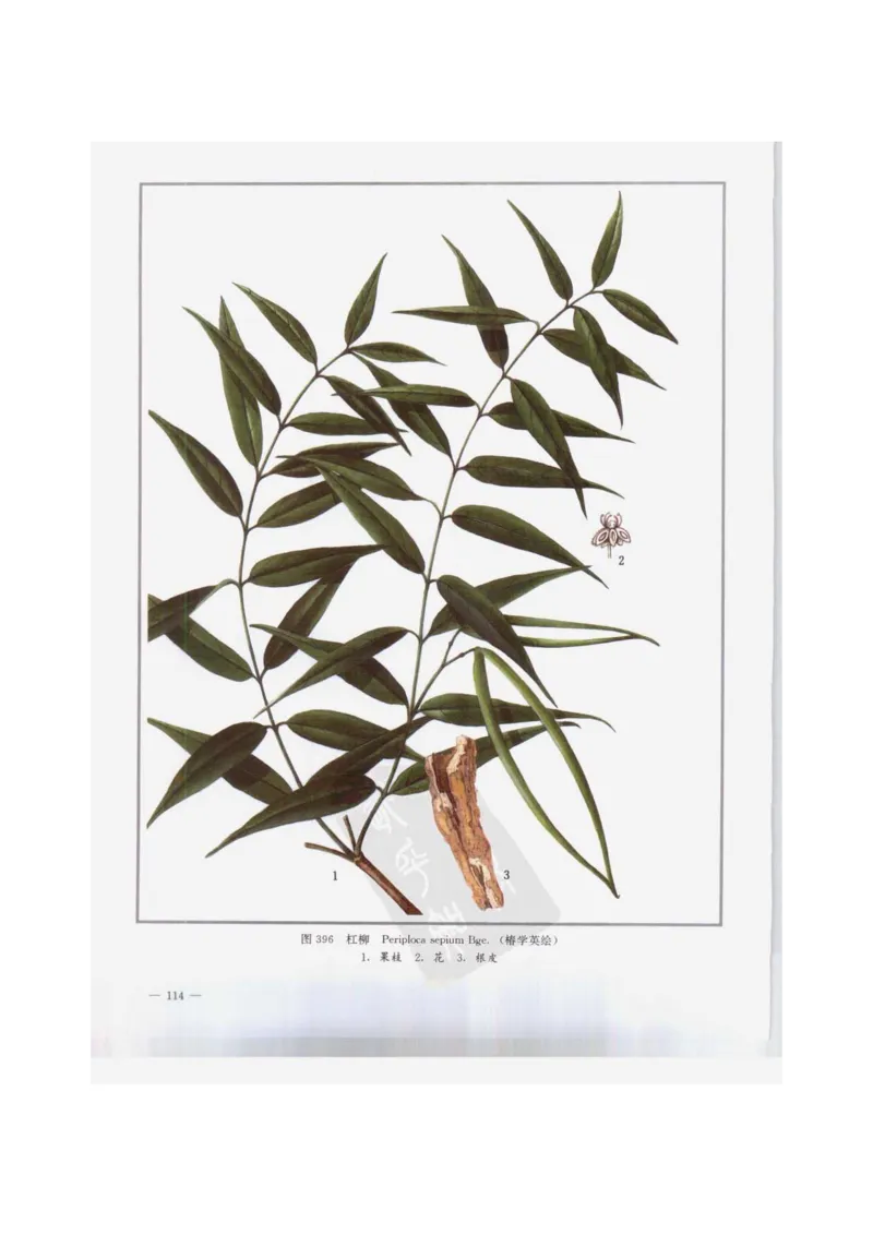 中国本草彩色图鉴（常用中药篇）（下卷）（钱信忠）_绝版书_天涯系列_t涯_绝版古籍电子书合集（13大类）_医书类_中国本草彩色图鉴（常用中药篇）_3册