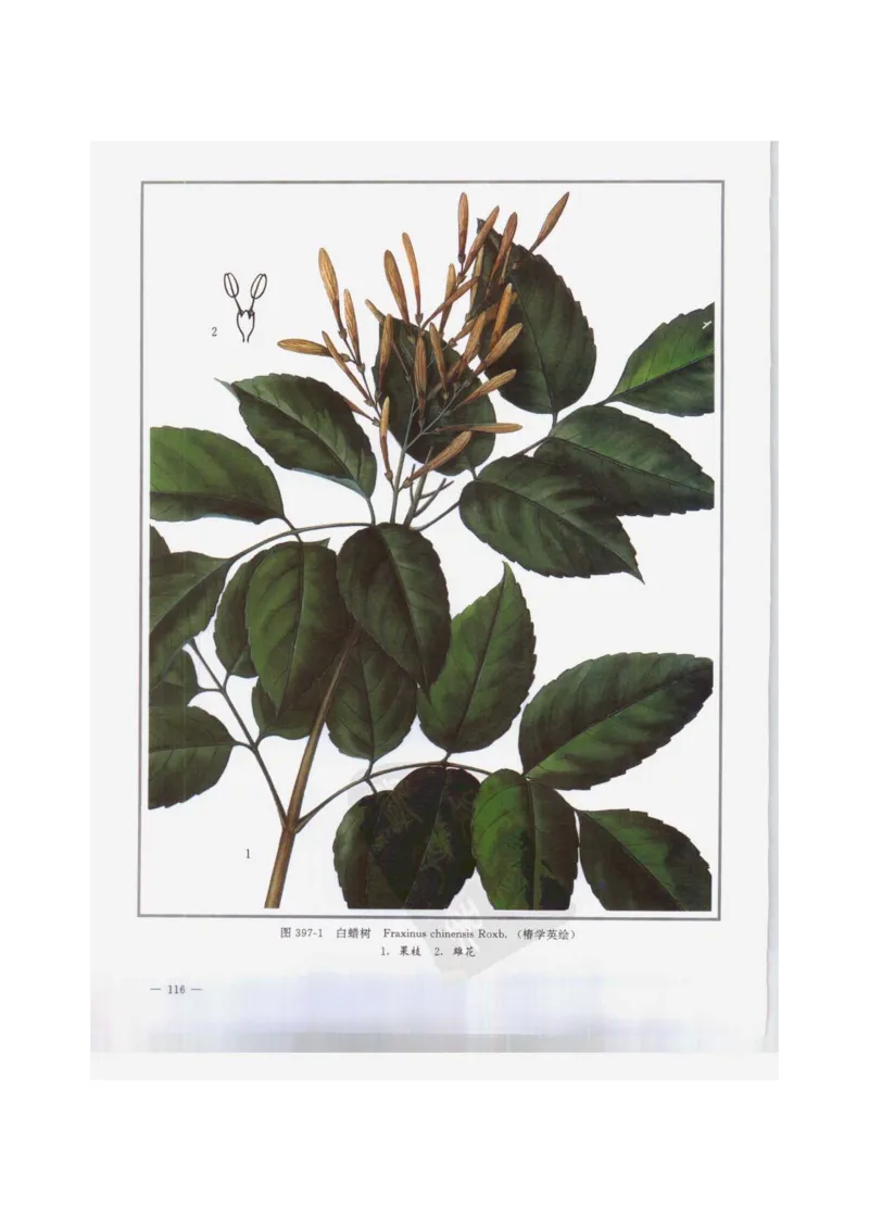 中国本草彩色图鉴（常用中药篇）（下卷）（钱信忠）_绝版书_天涯系列_t涯_绝版古籍电子书合集（13大类）_医书类_中国本草彩色图鉴（常用中药篇）_3册