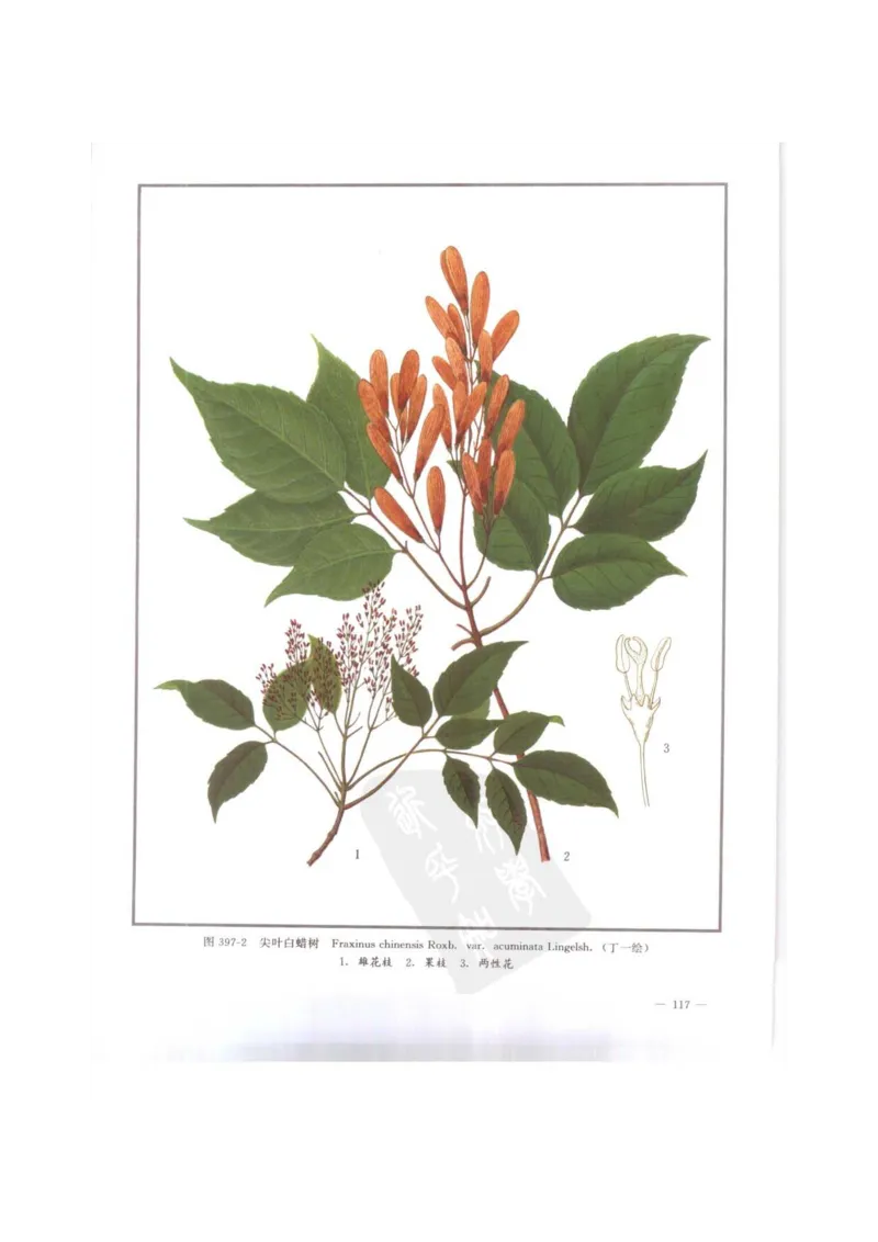 中国本草彩色图鉴（常用中药篇）（下卷）（钱信忠）_绝版书_天涯系列_t涯_绝版古籍电子书合集（13大类）_医书类_中国本草彩色图鉴（常用中药篇）_3册