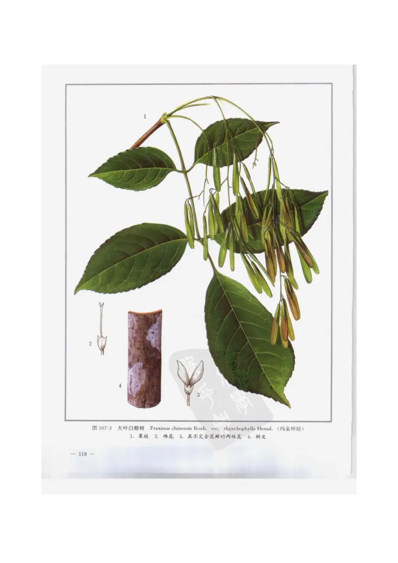 中国本草彩色图鉴（常用中药篇）（下卷）（钱信忠）_绝版书_天涯系列_t涯_绝版古籍电子书合集（13大类）_医书类_中国本草彩色图鉴（常用中药篇）_3册