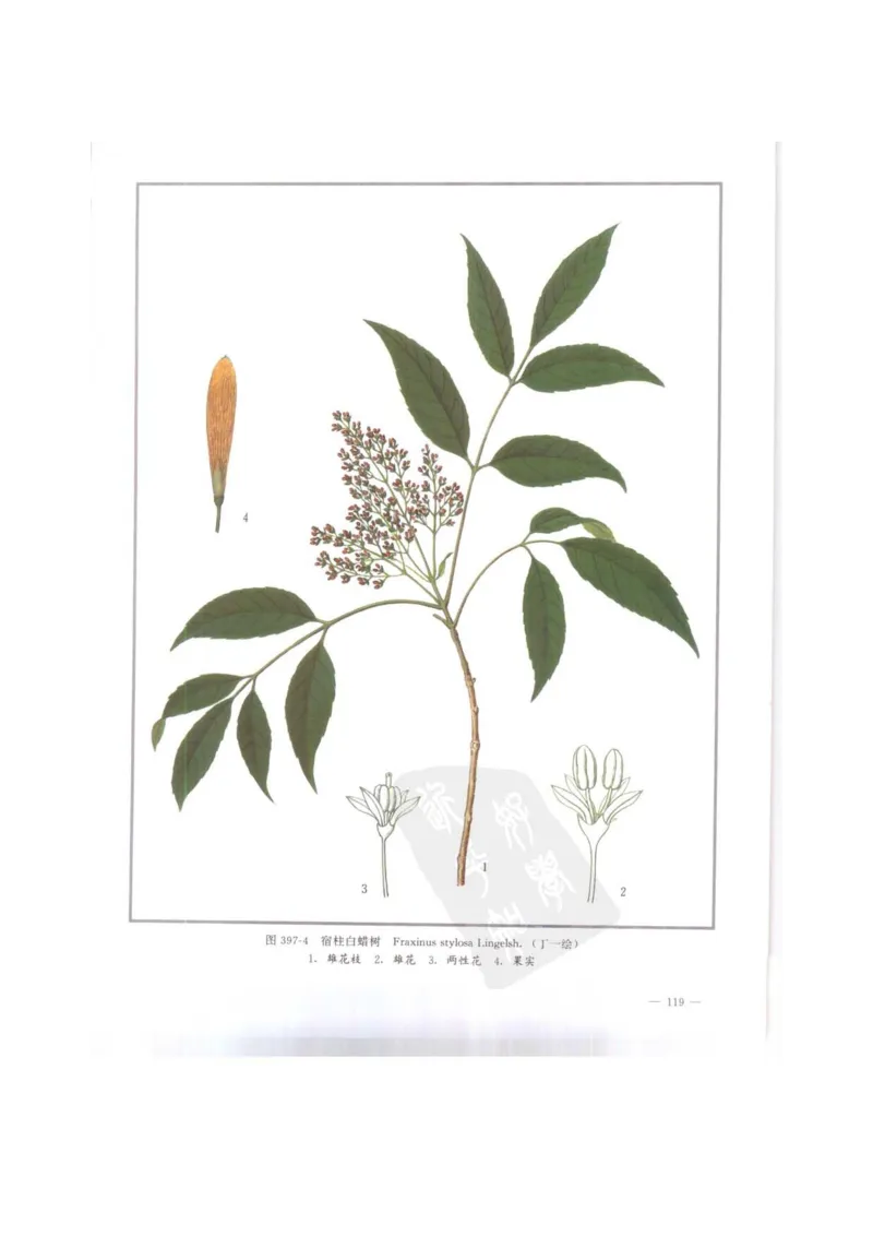 中国本草彩色图鉴（常用中药篇）（下卷）（钱信忠）_绝版书_天涯系列_t涯_绝版古籍电子书合集（13大类）_医书类_中国本草彩色图鉴（常用中药篇）_3册