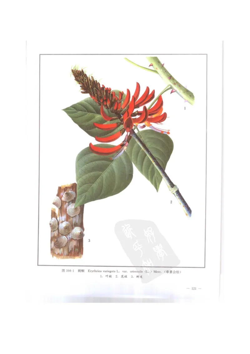 中国本草彩色图鉴（常用中药篇）（下卷）（钱信忠）_绝版书_天涯系列_t涯_绝版古籍电子书合集（13大类）_医书类_中国本草彩色图鉴（常用中药篇）_3册