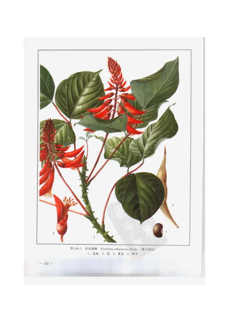 中国本草彩色图鉴（常用中药篇）（下卷）（钱信忠）_绝版书_天涯系列_t涯_绝版古籍电子书合集（13大类）_医书类_中国本草彩色图鉴（常用中药篇）_3册