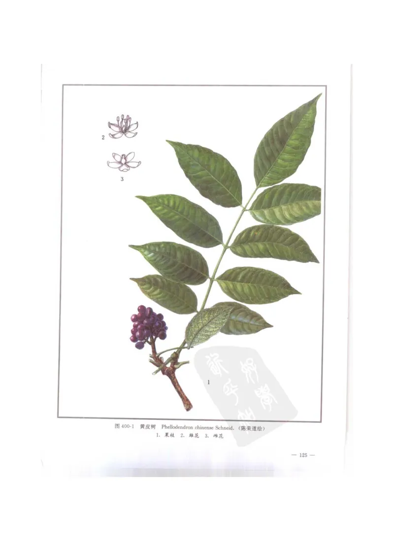 中国本草彩色图鉴（常用中药篇）（下卷）（钱信忠）_绝版书_天涯系列_t涯_绝版古籍电子书合集（13大类）_医书类_中国本草彩色图鉴（常用中药篇）_3册
