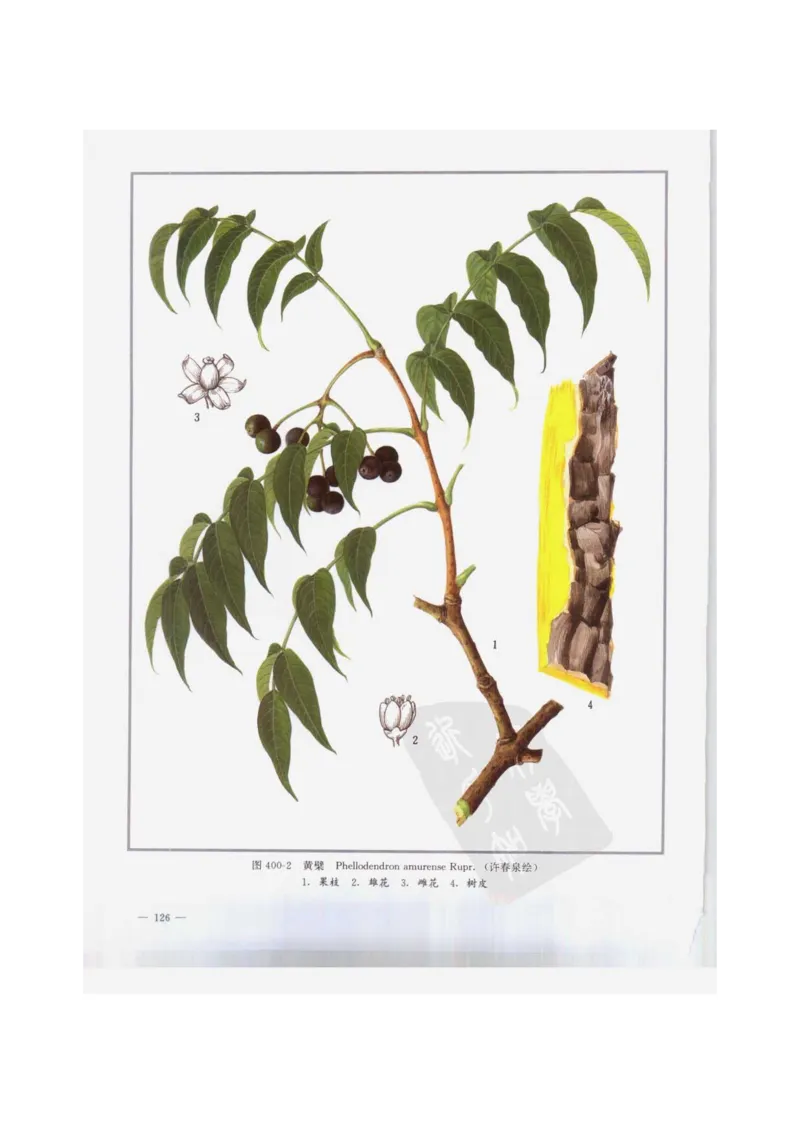 中国本草彩色图鉴（常用中药篇）（下卷）（钱信忠）_绝版书_天涯系列_t涯_绝版古籍电子书合集（13大类）_医书类_中国本草彩色图鉴（常用中药篇）_3册