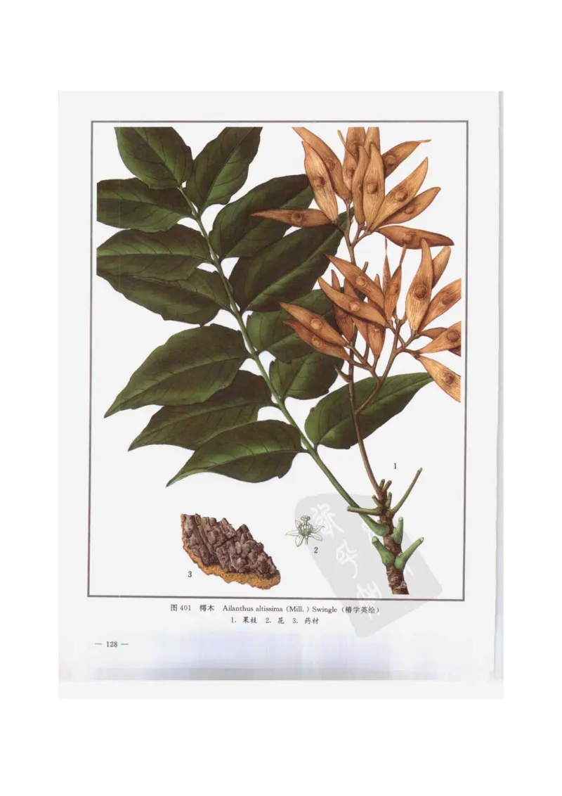 中国本草彩色图鉴（常用中药篇）（下卷）（钱信忠）_绝版书_天涯系列_t涯_绝版古籍电子书合集（13大类）_医书类_中国本草彩色图鉴（常用中药篇）_3册