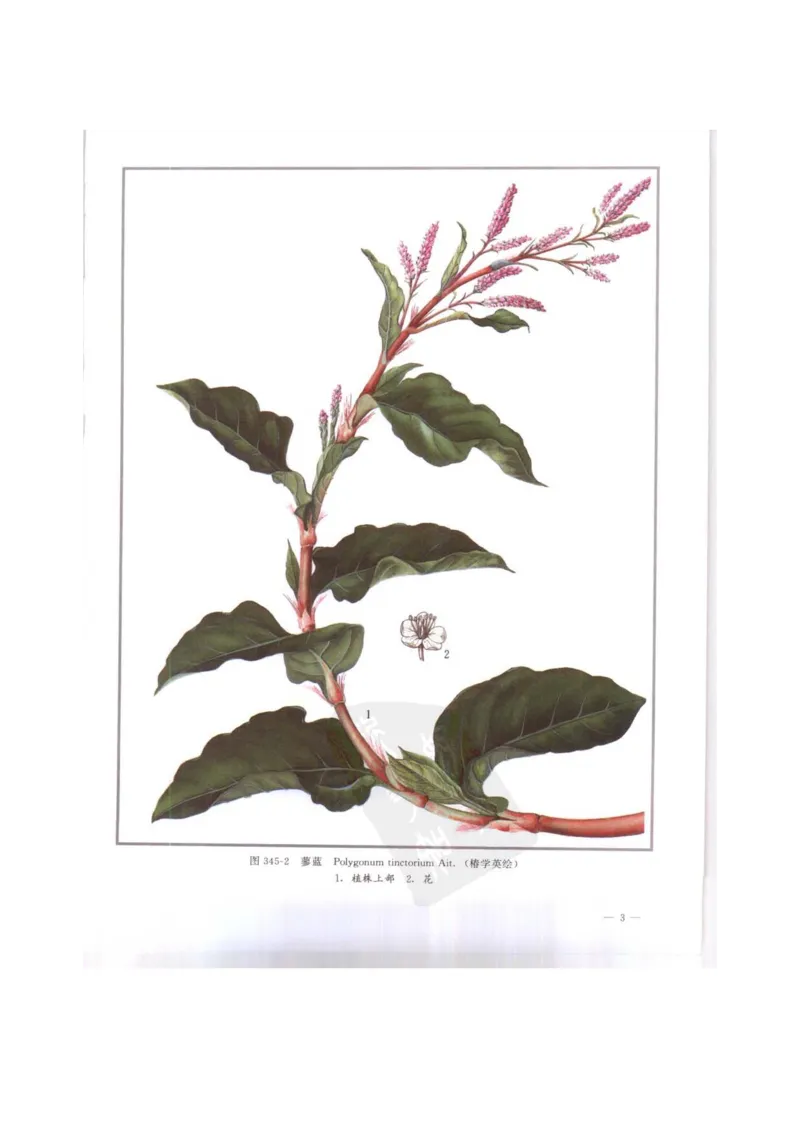 中国本草彩色图鉴（常用中药篇）（下卷）（钱信忠）_绝版书_天涯系列_t涯_绝版古籍电子书合集（13大类）_医书类_中国本草彩色图鉴（常用中药篇）_3册