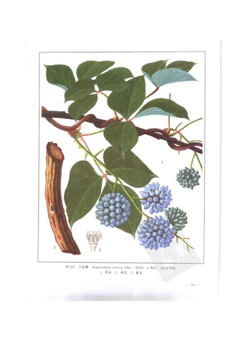 中国本草彩色图鉴（常用中药篇）（下卷）（钱信忠）_绝版书_天涯系列_t涯_绝版古籍电子书合集（13大类）_医书类_中国本草彩色图鉴（常用中药篇）_3册