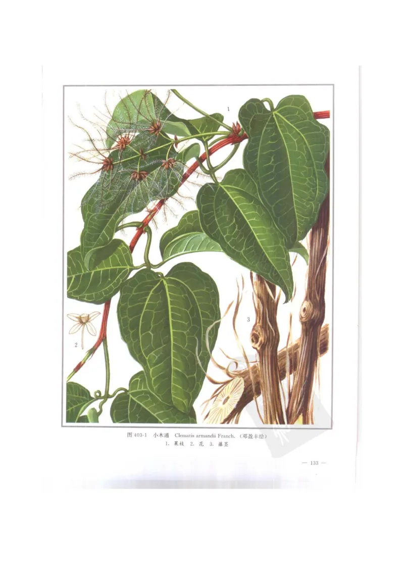 中国本草彩色图鉴（常用中药篇）（下卷）（钱信忠）_绝版书_天涯系列_t涯_绝版古籍电子书合集（13大类）_医书类_中国本草彩色图鉴（常用中药篇）_3册