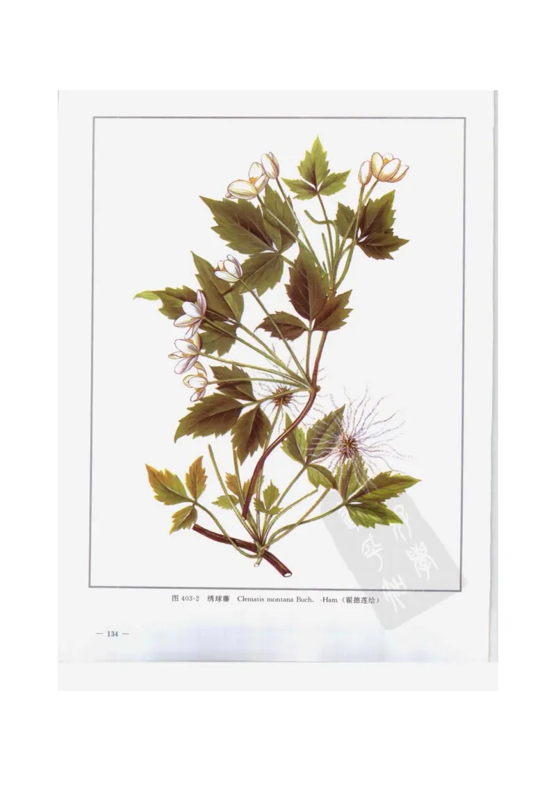 中国本草彩色图鉴（常用中药篇）（下卷）（钱信忠）_绝版书_天涯系列_t涯_绝版古籍电子书合集（13大类）_医书类_中国本草彩色图鉴（常用中药篇）_3册