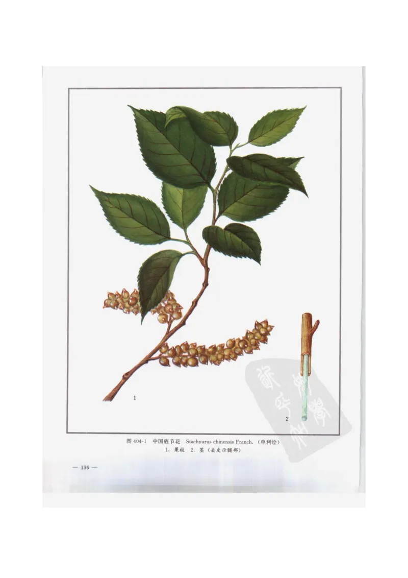 中国本草彩色图鉴（常用中药篇）（下卷）（钱信忠）_绝版书_天涯系列_t涯_绝版古籍电子书合集（13大类）_医书类_中国本草彩色图鉴（常用中药篇）_3册