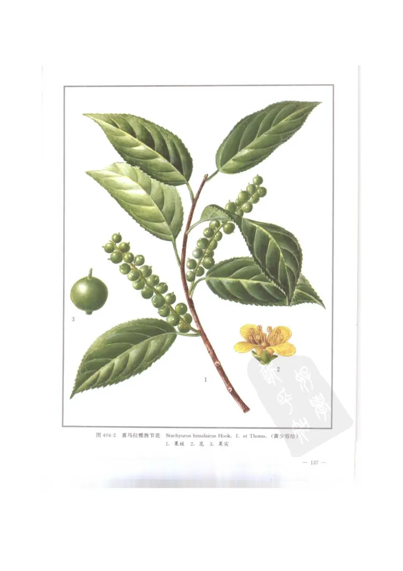 中国本草彩色图鉴（常用中药篇）（下卷）（钱信忠）_绝版书_天涯系列_t涯_绝版古籍电子书合集（13大类）_医书类_中国本草彩色图鉴（常用中药篇）_3册