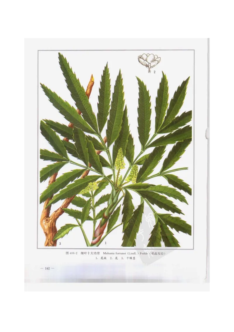 中国本草彩色图鉴（常用中药篇）（下卷）（钱信忠）_绝版书_天涯系列_t涯_绝版古籍电子书合集（13大类）_医书类_中国本草彩色图鉴（常用中药篇）_3册