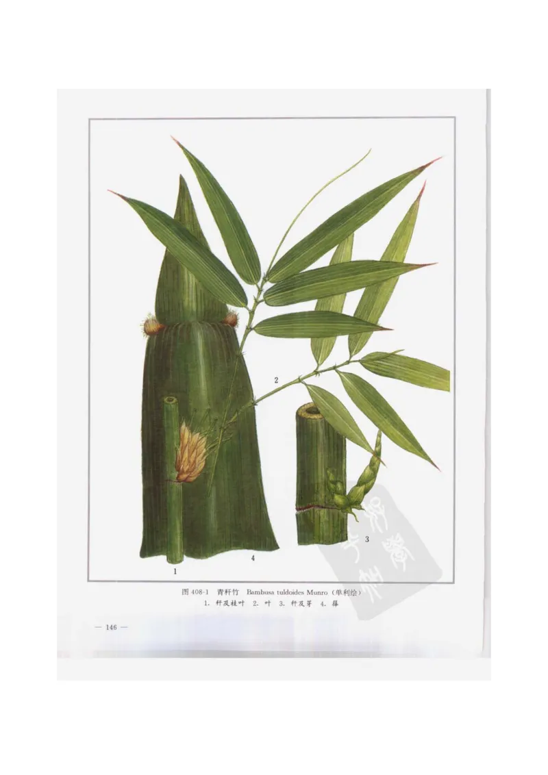 中国本草彩色图鉴（常用中药篇）（下卷）（钱信忠）_绝版书_天涯系列_t涯_绝版古籍电子书合集（13大类）_医书类_中国本草彩色图鉴（常用中药篇）_3册