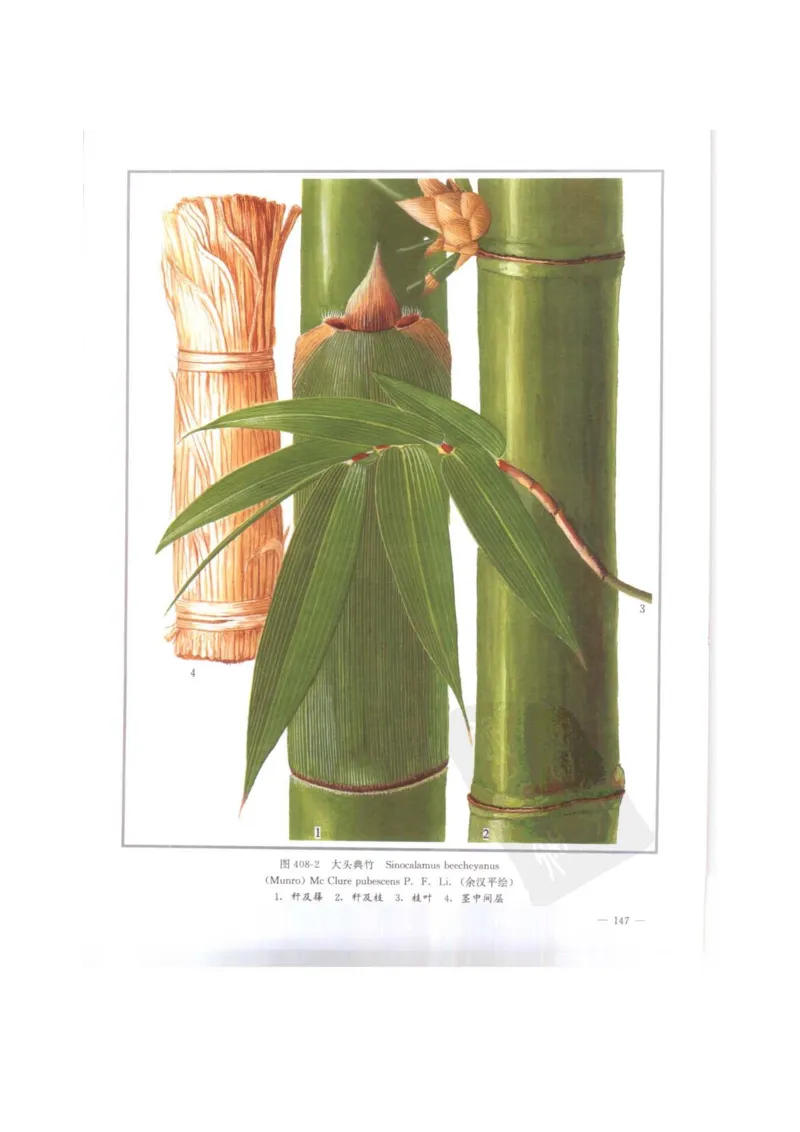 中国本草彩色图鉴（常用中药篇）（下卷）（钱信忠）_绝版书_天涯系列_t涯_绝版古籍电子书合集（13大类）_医书类_中国本草彩色图鉴（常用中药篇）_3册