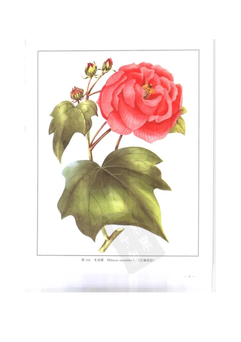 中国本草彩色图鉴（常用中药篇）（下卷）（钱信忠）_绝版书_天涯系列_t涯_绝版古籍电子书合集（13大类）_医书类_中国本草彩色图鉴（常用中药篇）_3册