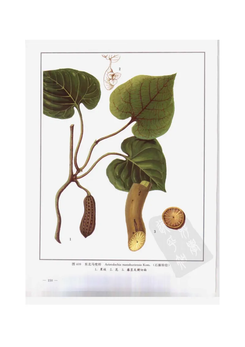 中国本草彩色图鉴（常用中药篇）（下卷）（钱信忠）_绝版书_天涯系列_t涯_绝版古籍电子书合集（13大类）_医书类_中国本草彩色图鉴（常用中药篇）_3册