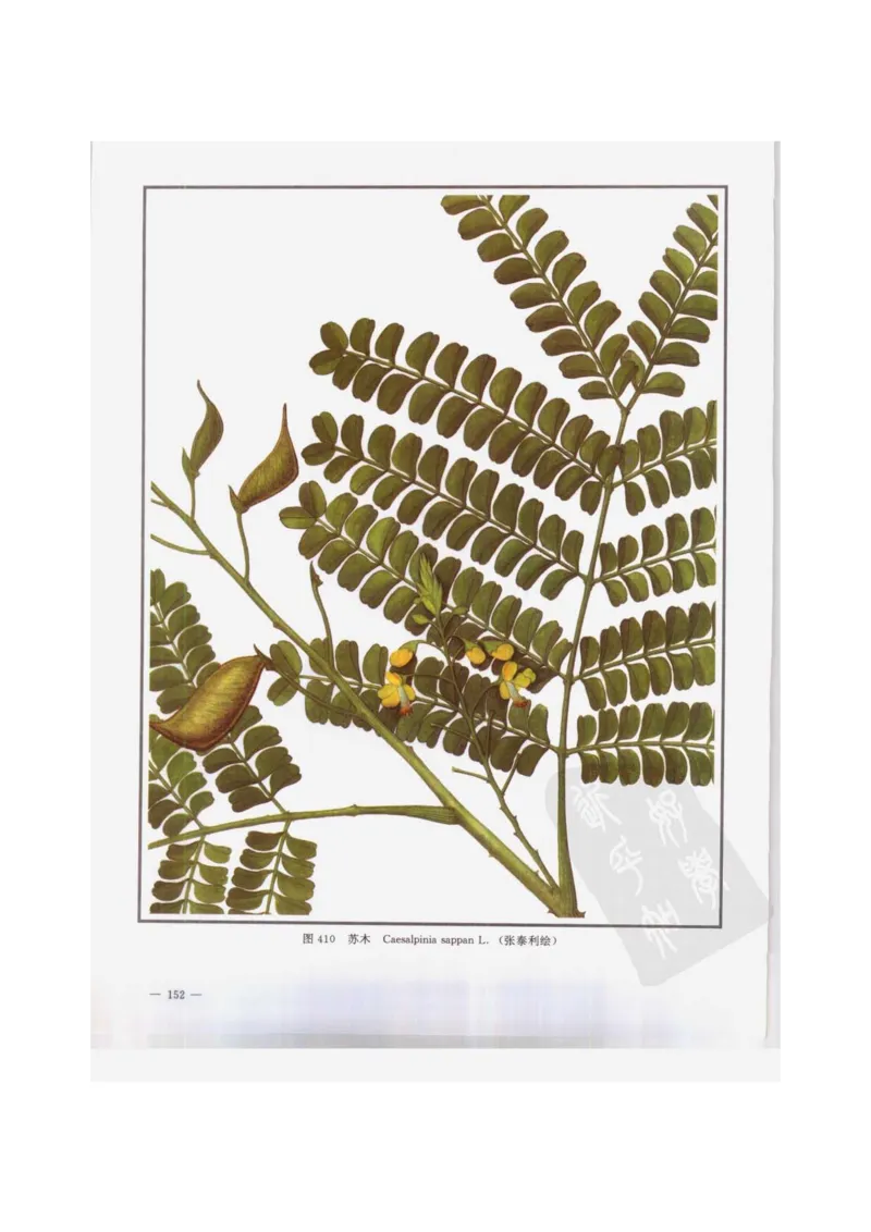 中国本草彩色图鉴（常用中药篇）（下卷）（钱信忠）_绝版书_天涯系列_t涯_绝版古籍电子书合集（13大类）_医书类_中国本草彩色图鉴（常用中药篇）_3册