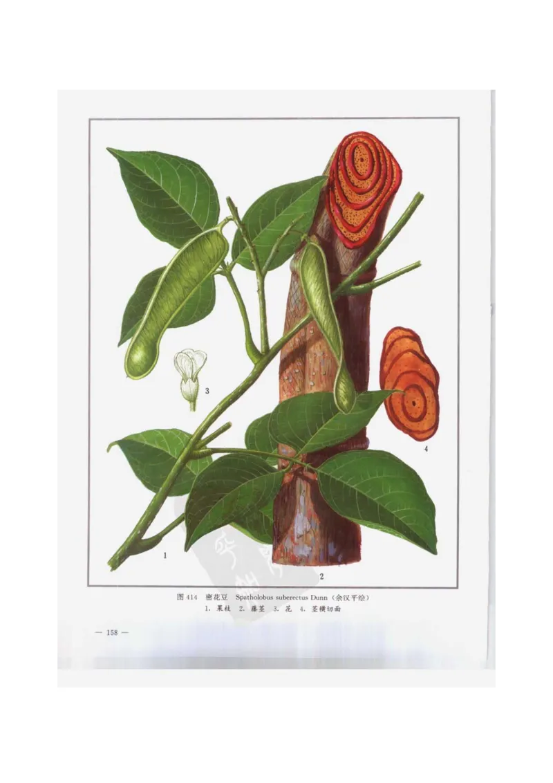 中国本草彩色图鉴（常用中药篇）（下卷）（钱信忠）_绝版书_天涯系列_t涯_绝版古籍电子书合集（13大类）_医书类_中国本草彩色图鉴（常用中药篇）_3册