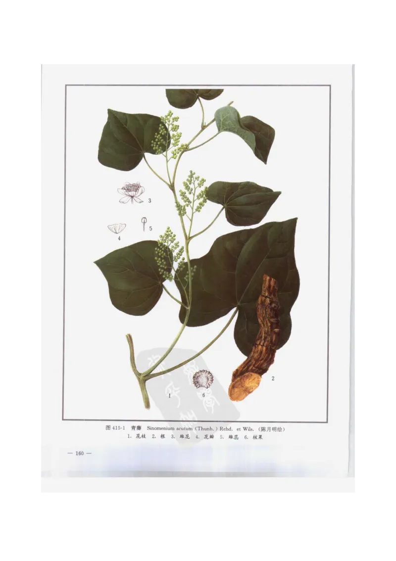 中国本草彩色图鉴（常用中药篇）（下卷）（钱信忠）_绝版书_天涯系列_t涯_绝版古籍电子书合集（13大类）_医书类_中国本草彩色图鉴（常用中药篇）_3册