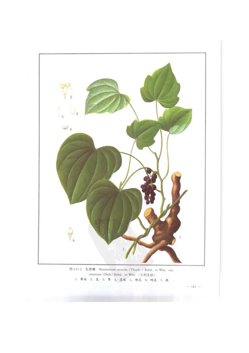 中国本草彩色图鉴（常用中药篇）（下卷）（钱信忠）_绝版书_天涯系列_t涯_绝版古籍电子书合集（13大类）_医书类_中国本草彩色图鉴（常用中药篇）_3册