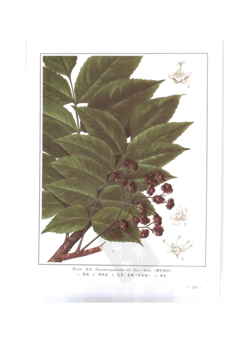 中国本草彩色图鉴（常用中药篇）（下卷）（钱信忠）_绝版书_天涯系列_t涯_绝版古籍电子书合集（13大类）_医书类_中国本草彩色图鉴（常用中药篇）_3册