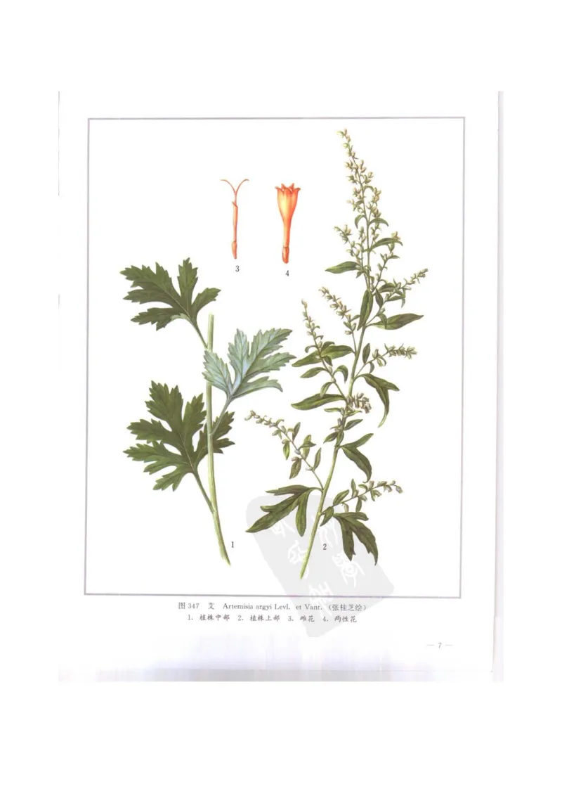 中国本草彩色图鉴（常用中药篇）（下卷）（钱信忠）_绝版书_天涯系列_t涯_绝版古籍电子书合集（13大类）_医书类_中国本草彩色图鉴（常用中药篇）_3册