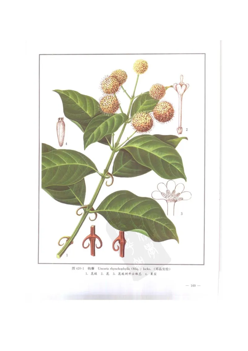 中国本草彩色图鉴（常用中药篇）（下卷）（钱信忠）_绝版书_天涯系列_t涯_绝版古籍电子书合集（13大类）_医书类_中国本草彩色图鉴（常用中药篇）_3册