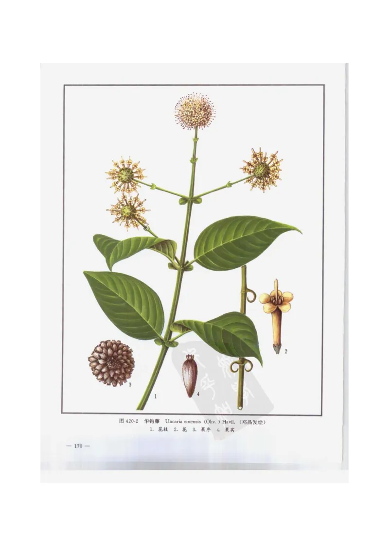 中国本草彩色图鉴（常用中药篇）（下卷）（钱信忠）_绝版书_天涯系列_t涯_绝版古籍电子书合集（13大类）_医书类_中国本草彩色图鉴（常用中药篇）_3册