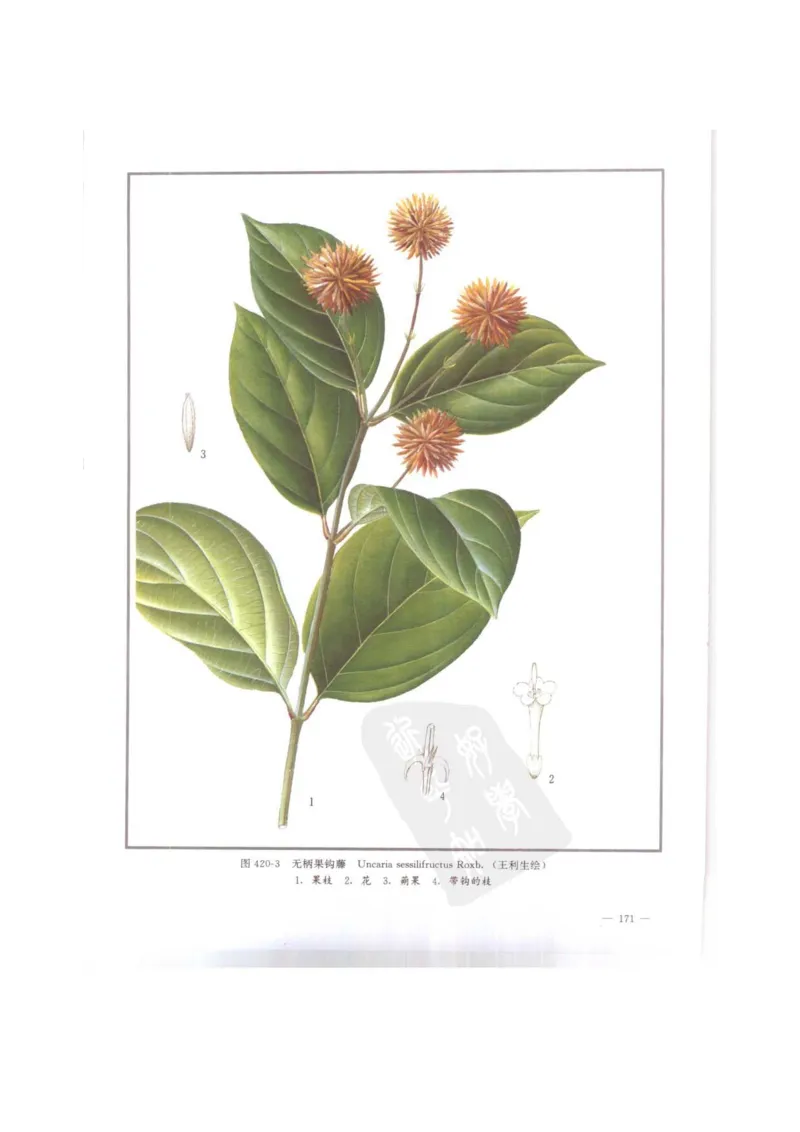 中国本草彩色图鉴（常用中药篇）（下卷）（钱信忠）_绝版书_天涯系列_t涯_绝版古籍电子书合集（13大类）_医书类_中国本草彩色图鉴（常用中药篇）_3册