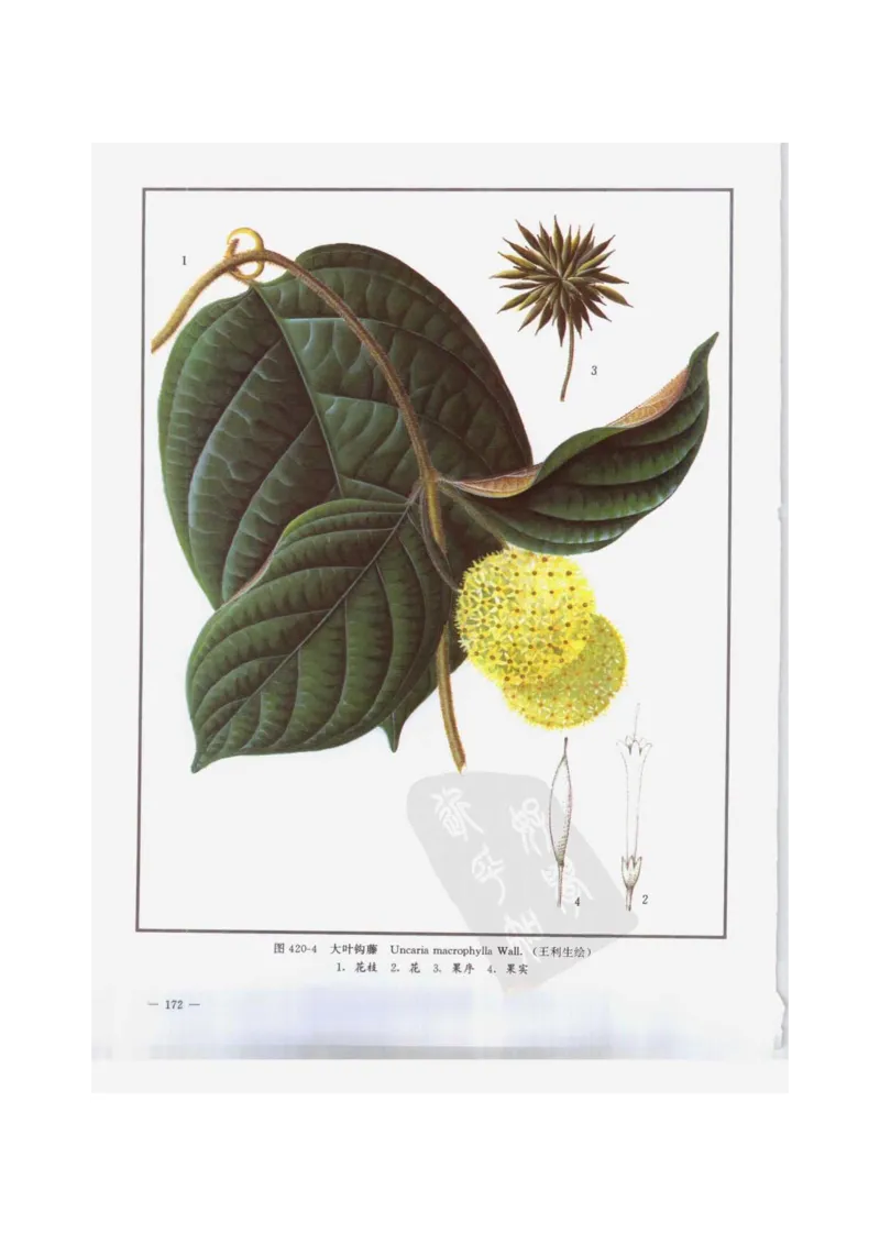 中国本草彩色图鉴（常用中药篇）（下卷）（钱信忠）_绝版书_天涯系列_t涯_绝版古籍电子书合集（13大类）_医书类_中国本草彩色图鉴（常用中药篇）_3册