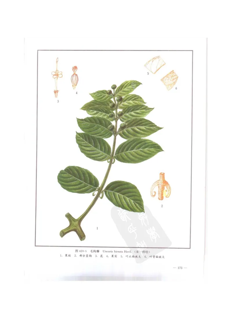 中国本草彩色图鉴（常用中药篇）（下卷）（钱信忠）_绝版书_天涯系列_t涯_绝版古籍电子书合集（13大类）_医书类_中国本草彩色图鉴（常用中药篇）_3册