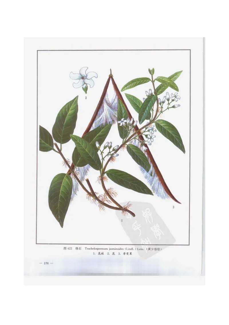 中国本草彩色图鉴（常用中药篇）（下卷）（钱信忠）_绝版书_天涯系列_t涯_绝版古籍电子书合集（13大类）_医书类_中国本草彩色图鉴（常用中药篇）_3册