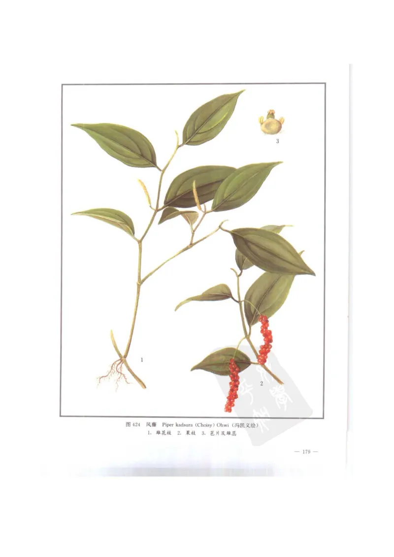 中国本草彩色图鉴（常用中药篇）（下卷）（钱信忠）_绝版书_天涯系列_t涯_绝版古籍电子书合集（13大类）_医书类_中国本草彩色图鉴（常用中药篇）_3册