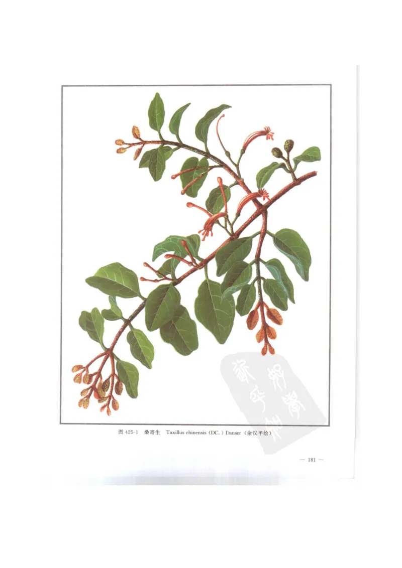 中国本草彩色图鉴（常用中药篇）（下卷）（钱信忠）_绝版书_天涯系列_t涯_绝版古籍电子书合集（13大类）_医书类_中国本草彩色图鉴（常用中药篇）_3册