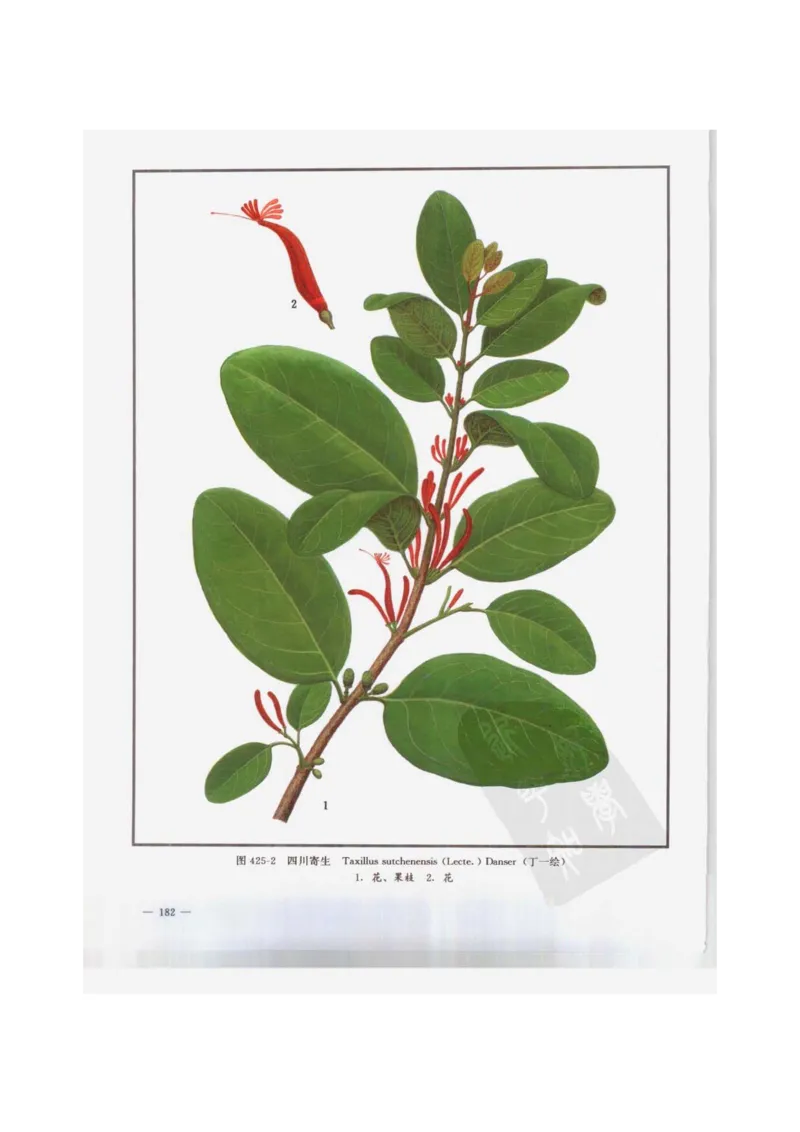 中国本草彩色图鉴（常用中药篇）（下卷）（钱信忠）_绝版书_天涯系列_t涯_绝版古籍电子书合集（13大类）_医书类_中国本草彩色图鉴（常用中药篇）_3册