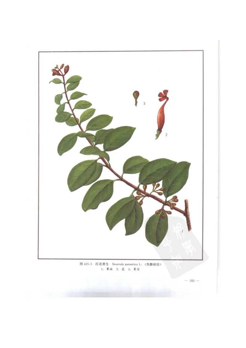 中国本草彩色图鉴（常用中药篇）（下卷）（钱信忠）_绝版书_天涯系列_t涯_绝版古籍电子书合集（13大类）_医书类_中国本草彩色图鉴（常用中药篇）_3册