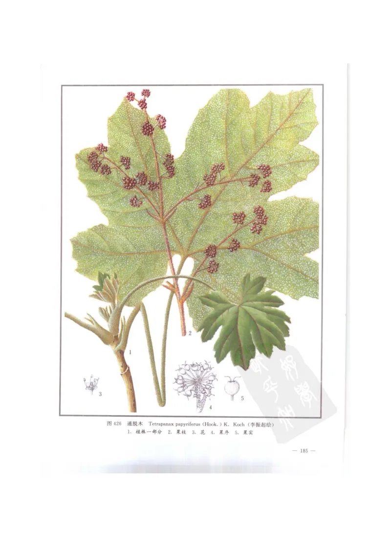 中国本草彩色图鉴（常用中药篇）（下卷）（钱信忠）_绝版书_天涯系列_t涯_绝版古籍电子书合集（13大类）_医书类_中国本草彩色图鉴（常用中药篇）_3册