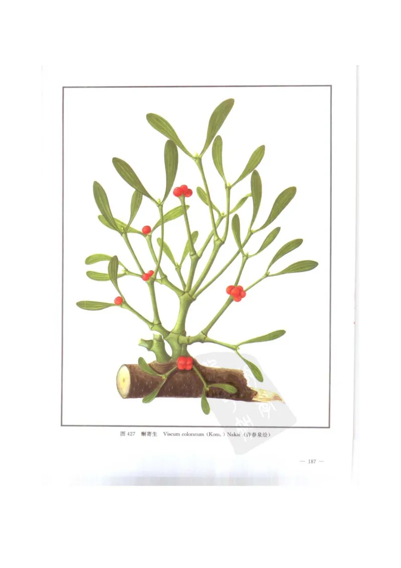 中国本草彩色图鉴（常用中药篇）（下卷）（钱信忠）_绝版书_天涯系列_t涯_绝版古籍电子书合集（13大类）_医书类_中国本草彩色图鉴（常用中药篇）_3册