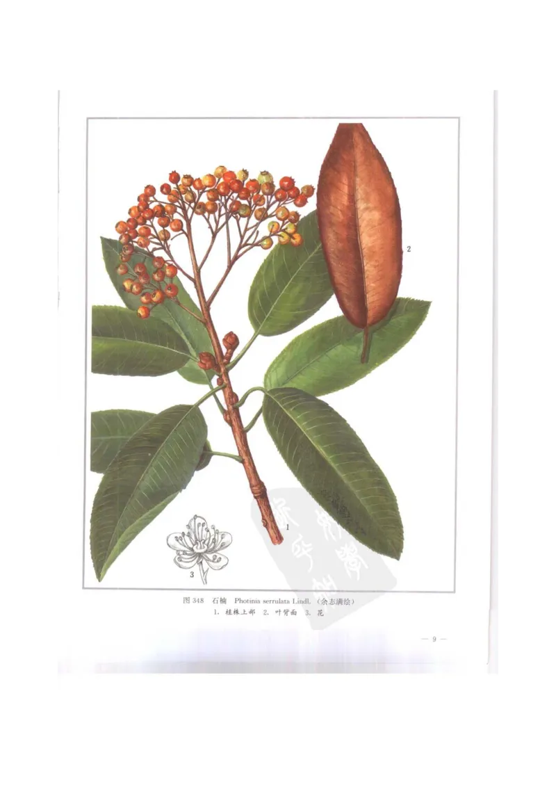 中国本草彩色图鉴（常用中药篇）（下卷）（钱信忠）_绝版书_天涯系列_t涯_绝版古籍电子书合集（13大类）_医书类_中国本草彩色图鉴（常用中药篇）_3册