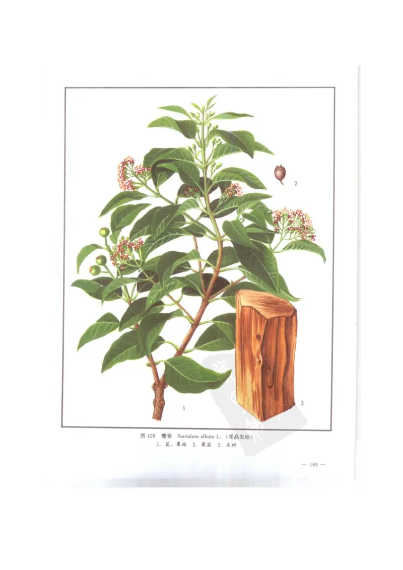 中国本草彩色图鉴（常用中药篇）（下卷）（钱信忠）_绝版书_天涯系列_t涯_绝版古籍电子书合集（13大类）_医书类_中国本草彩色图鉴（常用中药篇）_3册