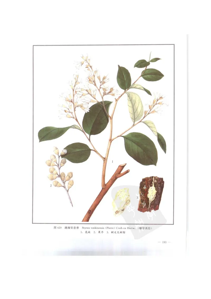 中国本草彩色图鉴（常用中药篇）（下卷）（钱信忠）_绝版书_天涯系列_t涯_绝版古籍电子书合集（13大类）_医书类_中国本草彩色图鉴（常用中药篇）_3册