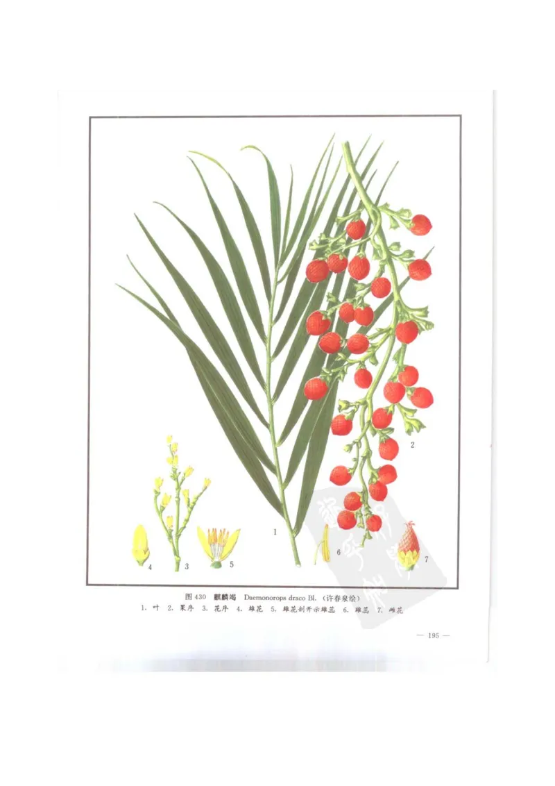 中国本草彩色图鉴（常用中药篇）（下卷）（钱信忠）_绝版书_天涯系列_t涯_绝版古籍电子书合集（13大类）_医书类_中国本草彩色图鉴（常用中药篇）_3册