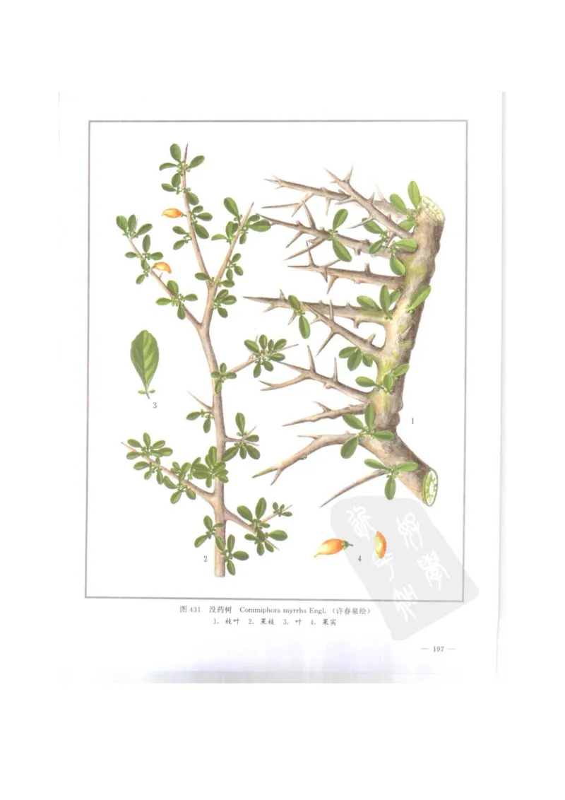 中国本草彩色图鉴（常用中药篇）（下卷）（钱信忠）_绝版书_天涯系列_t涯_绝版古籍电子书合集（13大类）_医书类_中国本草彩色图鉴（常用中药篇）_3册