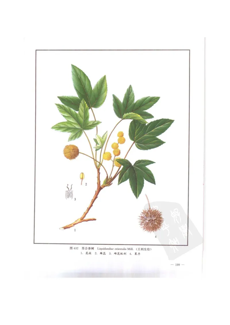 中国本草彩色图鉴（常用中药篇）（下卷）（钱信忠）_绝版书_天涯系列_t涯_绝版古籍电子书合集（13大类）_医书类_中国本草彩色图鉴（常用中药篇）_3册