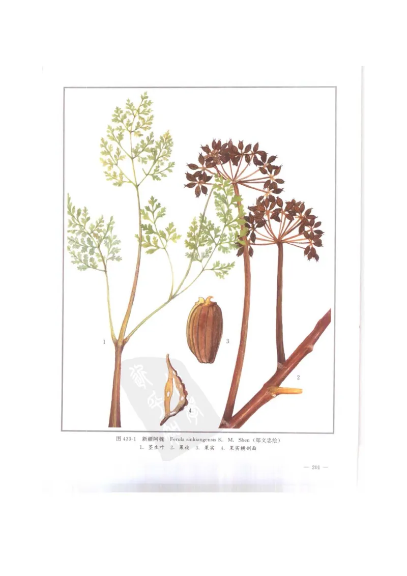 中国本草彩色图鉴（常用中药篇）（下卷）（钱信忠）_绝版书_天涯系列_t涯_绝版古籍电子书合集（13大类）_医书类_中国本草彩色图鉴（常用中药篇）_3册