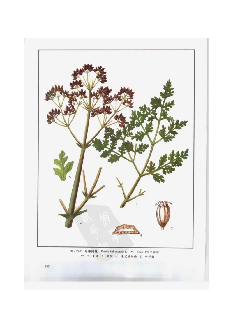 中国本草彩色图鉴（常用中药篇）（下卷）（钱信忠）_绝版书_天涯系列_t涯_绝版古籍电子书合集（13大类）_医书类_中国本草彩色图鉴（常用中药篇）_3册