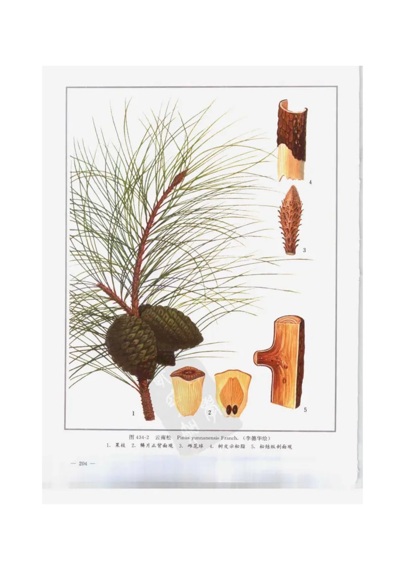 中国本草彩色图鉴（常用中药篇）（下卷）（钱信忠）_绝版书_天涯系列_t涯_绝版古籍电子书合集（13大类）_医书类_中国本草彩色图鉴（常用中药篇）_3册